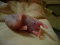 Tiny Rat Pup Tiny Rat Pup