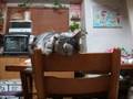 声をかけられて嬉しい猫(=^・^=)　I am glad to be called to you♪