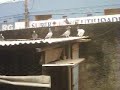 Pombo correio Pombo correio