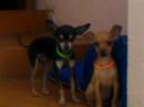 chihuahuas perros guapos