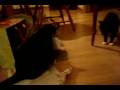 Kitten Attacks Singing Birthday Card