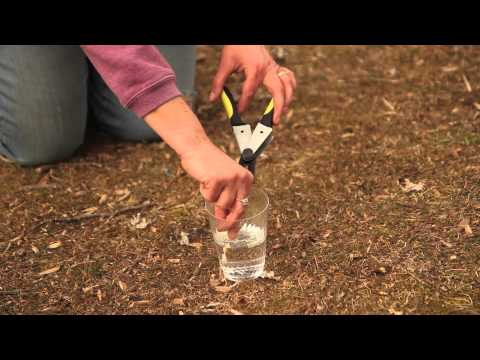 how to harvest rhododendron seeds