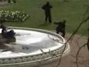 Gorilla vs Horse