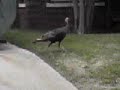 Mistletoe Heights Wild Turkey Part 4 Mistletoe Heights Wild Turkey Part 4