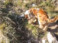 Süßer Hund (Cocker Spaniel) bei Bergtour rollt sich wie ein Clown vor Freude Süßer Hund (Cocker Spaniel) bei Bergtour rollt sich wie ein Clown vor Freude