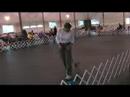 Piper - Canine Dressage Piper - Canine Dressage