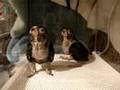 Baby Bronze Wing Pionus