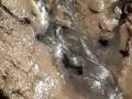 videos de Divide Creek Seep 2008 - Black seep early after discovery