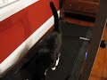 Feline Fitness Feline Fitness