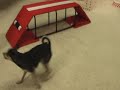 PETCO Store #432 - Daisy Walden