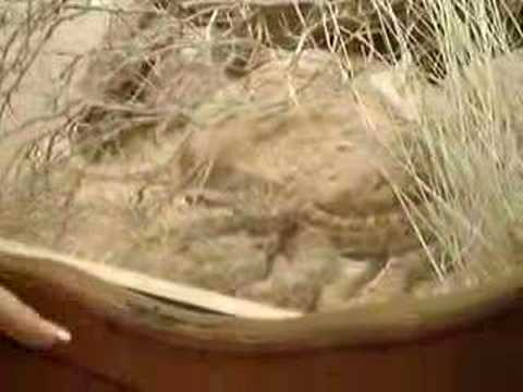 Sarah Miller - Rattle Snake Charmer