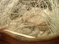 Sarah Miller - Rattle Snake Charmer Sarah Miller - Rattle Snake Charmer