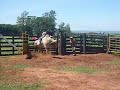 treino cia de rodeio 3c arapongas pr