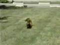 Rusty, the narcoleptic daschund