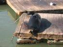 San Francisco - Exploring Pier 39 - Seals Lazing in the Sun