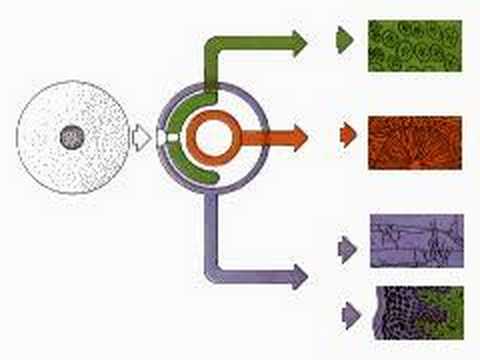 How the Body Works : Three ...