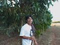 el pueblo mapuche y la invasión forestal  parte 2  de 4 