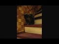Watching videos of cats being stupid helps us fight back the suspicion that they will one day overthrow us. http://t.co/W604ftye!