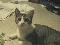 Cat purrs like a pigeon Cat purrs like a pigeon
