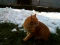 Gatto Mimmo e la neve in giardino (4a parte)