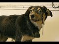 pavlov ve köpekleri pavlov ve köpekleri