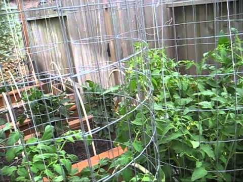 how to transplant tomato plants