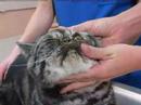 Watch the Cat Health Video