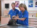 Watch the Cat Health Video