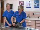 Watch the Cat Health Video