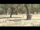 RELEASE OF COMBAT FOOTAGE FROM AFGHANISTAN (RTF) RELEASE OF COMBAT FOOTAGE FROM AFGHANISTAN (RTF)