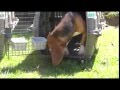 Research Beagles Go Outside for the First Time
