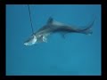 Spearfishing Australia