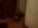 Cat vs. Plastic Wrap