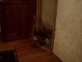 Cat vs. Plastic Wrap