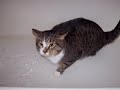Final project: Fun kitty bath time Final project: Fun kitty bath time