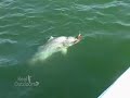 Monster Nile Perch caught on Lake Nasser Monster Nile Perch caught on Lake Nasser