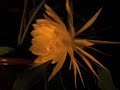 Night Blooming Cereus