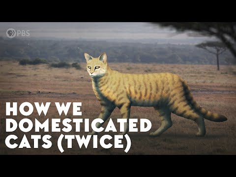 How We Domesticated Cats (Twice)