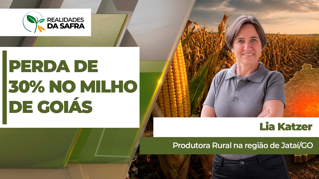 Sudoeste goiano terá perdas de, no mínimo, 30% na produtividade do milho