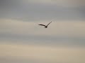 blackbird-attack-osprey.html