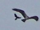 Blackbird Attack Osprey