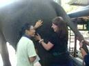 Yes...Religious Teacher Sticking Arm Up Elephant Yes...Religious Teacher Sticking Arm Up Elephant