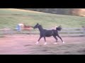 Maple's Legacy - yearling Saddlebred colt