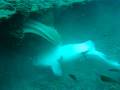 videos de Mating Leopard Sharks