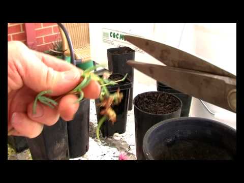 how to transplant pigface