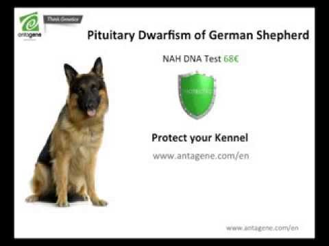how to treat pituitary dwarfism