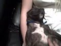 Sleeping Dog Sleeping Dog