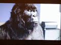 NEW Cadbury Dairy Milk Gorilla tv advert - by fat2slimforum