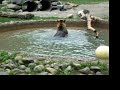 Toronto Zoo Grizzly Bear Playing