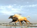 3d Galloping Horses animation - Poser and Vue Esprit 3d Galloping Horses animation - Poser and Vue Esprit